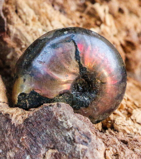 Opalisierter Ammonit Mini