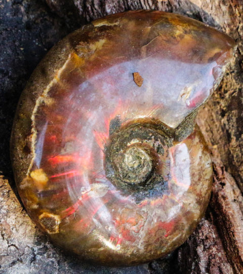 Opalisierter Ammonit Mittel